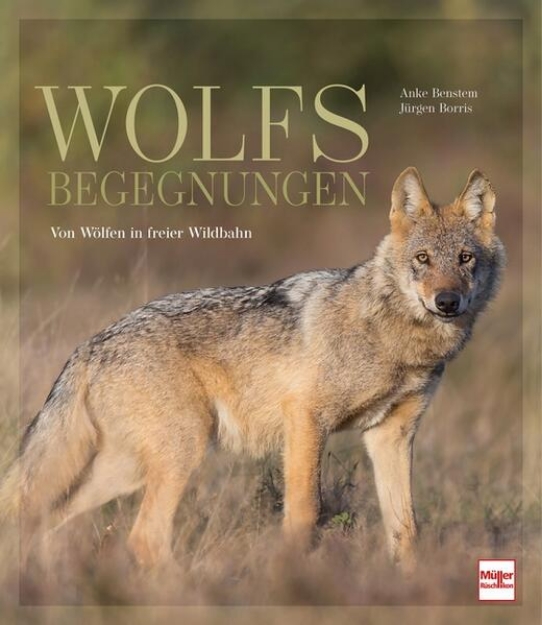 Bild von Wolfsbegegnungen