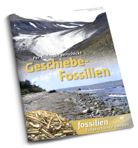 Bild von Geschiebe-Fossilien