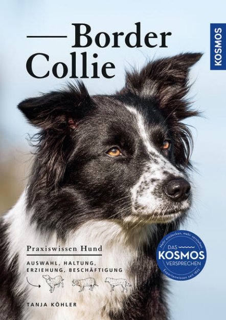 Bild zu Border Collie